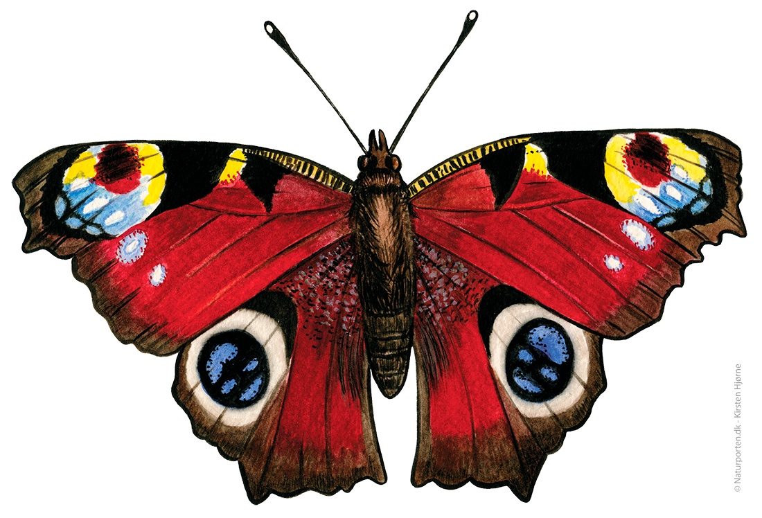 Dagpåfugleøje  © Naturporten - Kirsten Hjørne