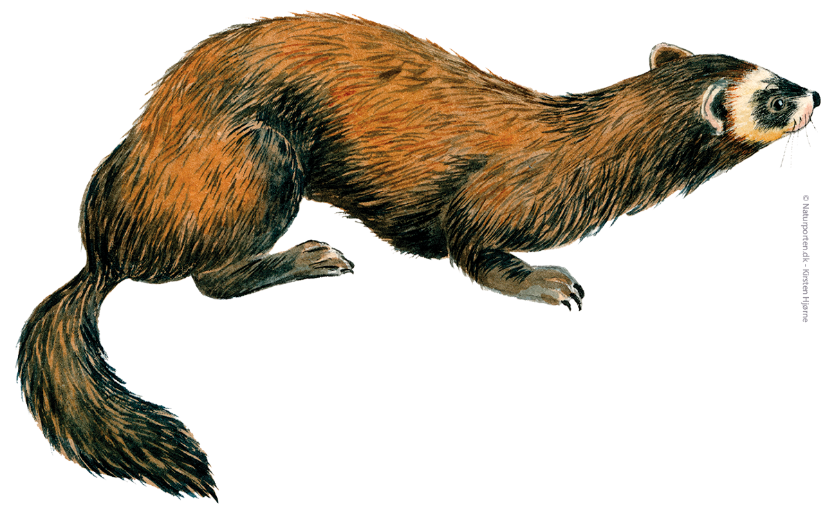 Ilder © Naturporten - Kirsten Hjørne