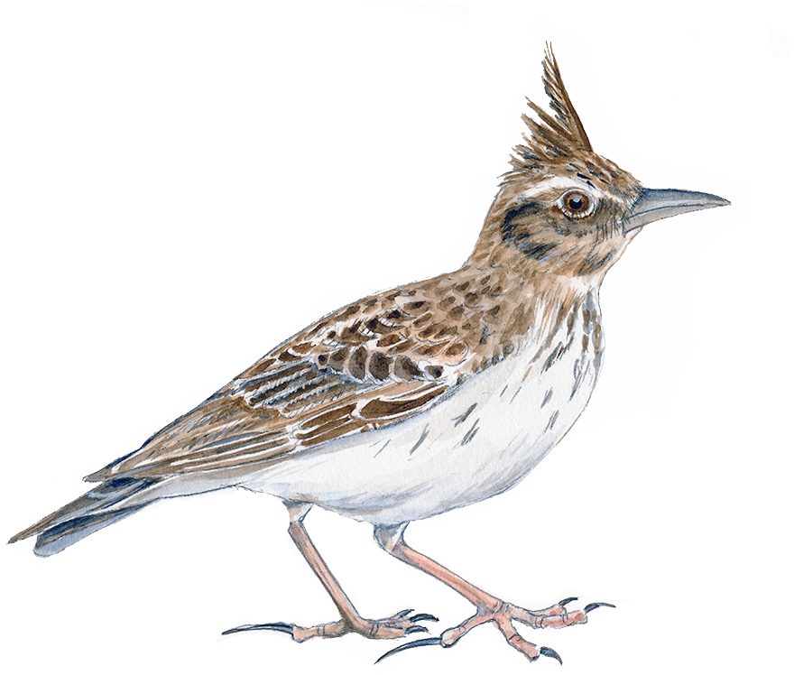 Toplærke © Naturporten - Kirsten Hjørne