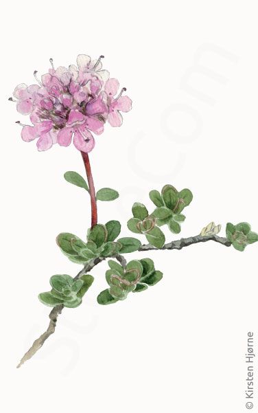Skotsk timian © Naturporten - Kirsten Hjørne