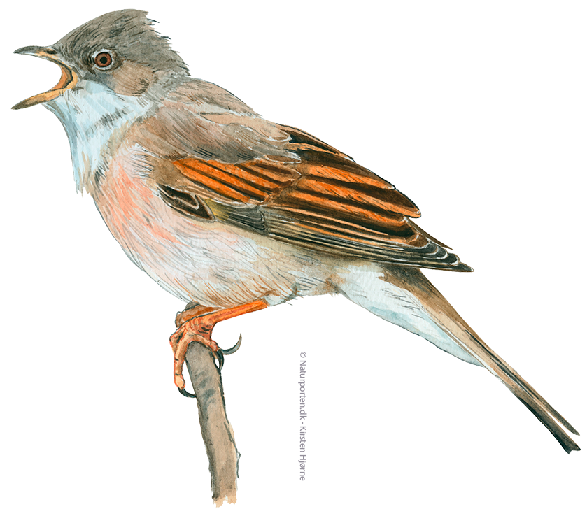 Tornsanger © Naturporten - Kirsten Hjørne