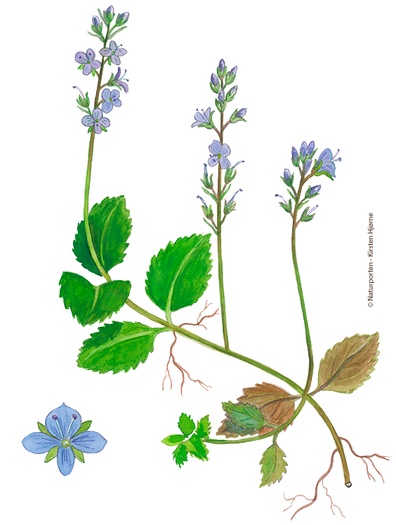 Læge-ærenpris © Naturporten - Kirsten Hjørne