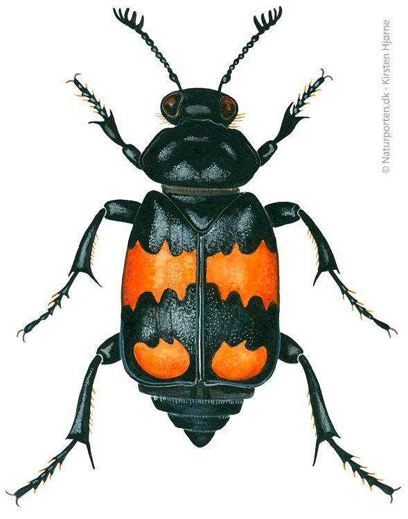 Sortkøllet ådselgraver © Naturporten - Kirsten Hjørne