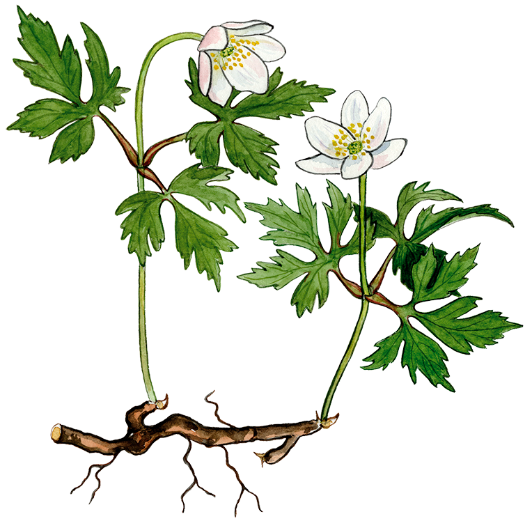 Hvid anemone © Naturporten - Kirsten Hjørne