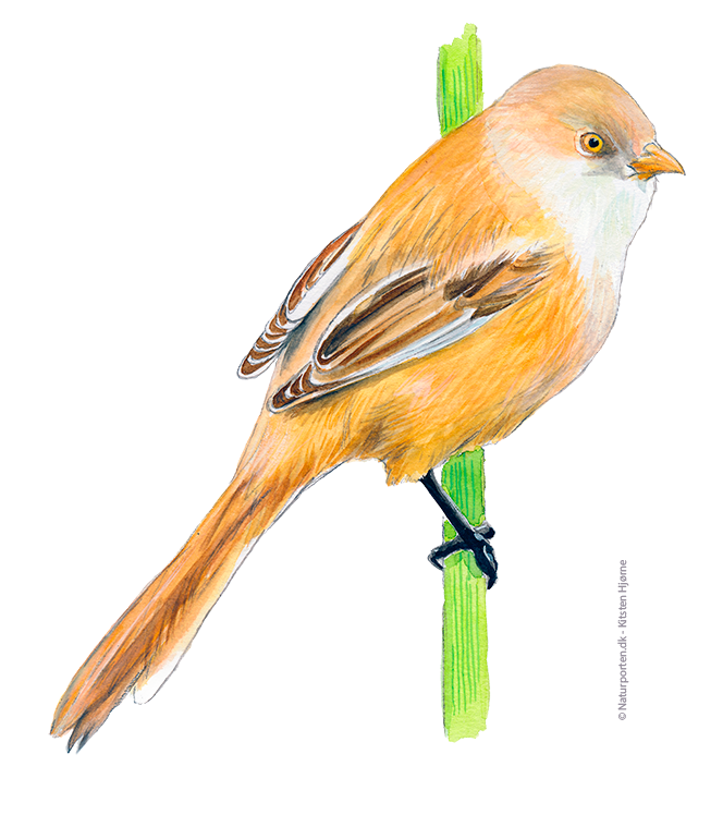 Skægmejse, hun © Naturporten - Kirsten Hjørne