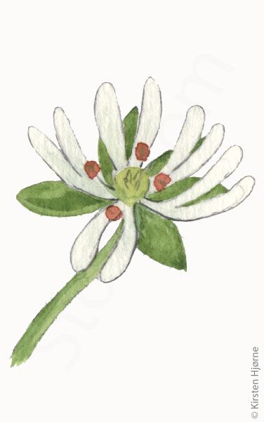 Fuglegræs blomst