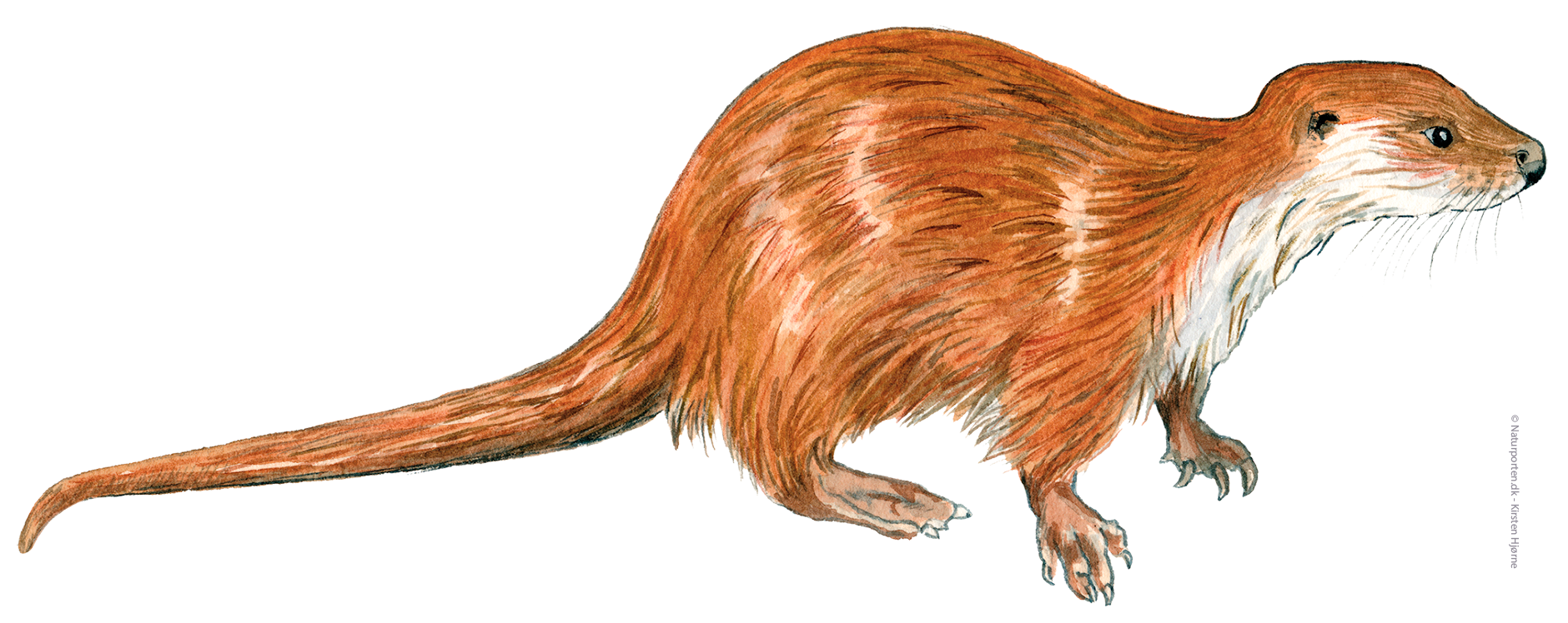 Odder © Naturporten - Kirsten Hjørne