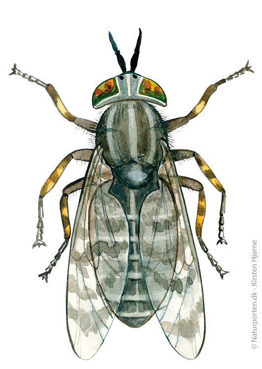 Regnklæg © Naturporten - Kirsten Hjørne