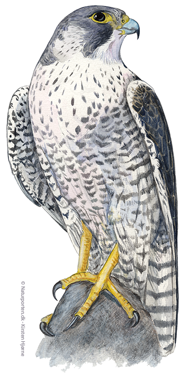 Vandrefalk © Naturporten - Kirsten Hjørne