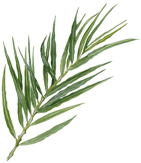 Båndpil © Kirsten Hjørne - Naturporten