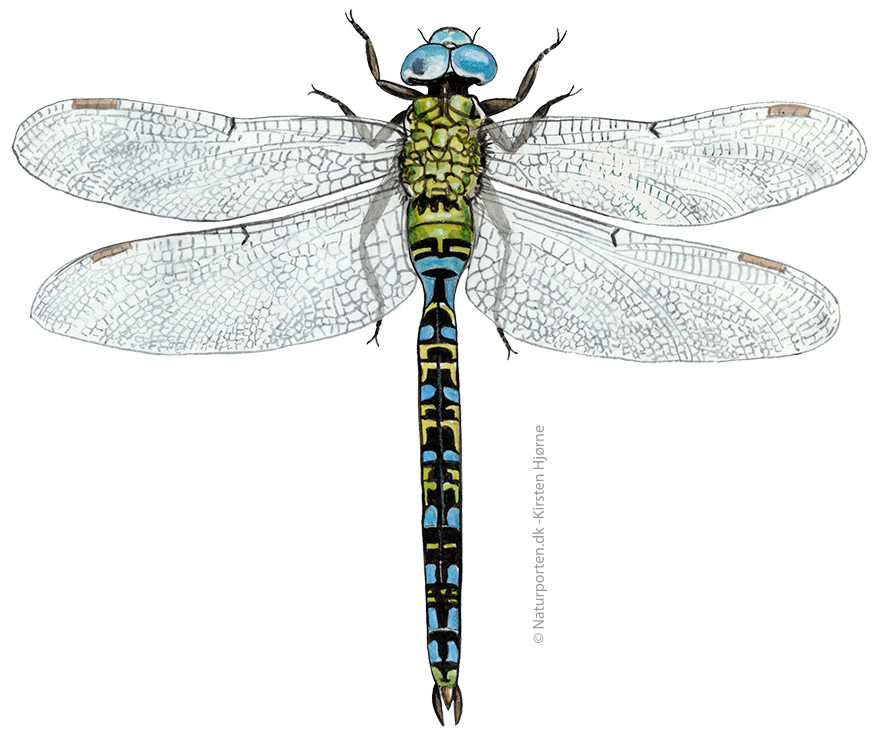 Grøn mosaikguldsmed  © Naturporten - Kirsten Hjørne