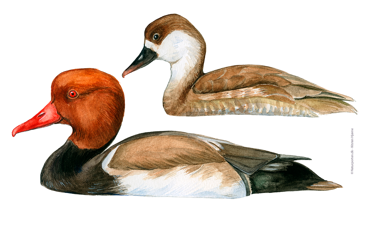 Rødhovedet and © Kirsten Hjørne