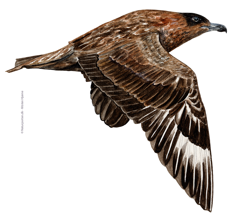 Storkjove © Naturporten - Kirsten Hjørne