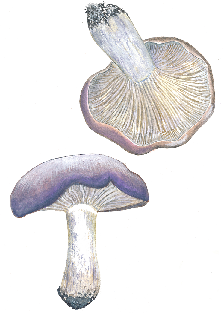 Violet herkseringshat © Naturporten - Kirsten Hjørne