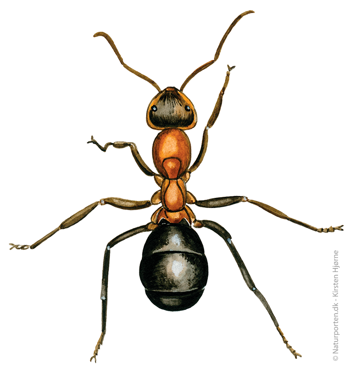 Rød skovmyre © Naturporten - Kirsten Hjørne