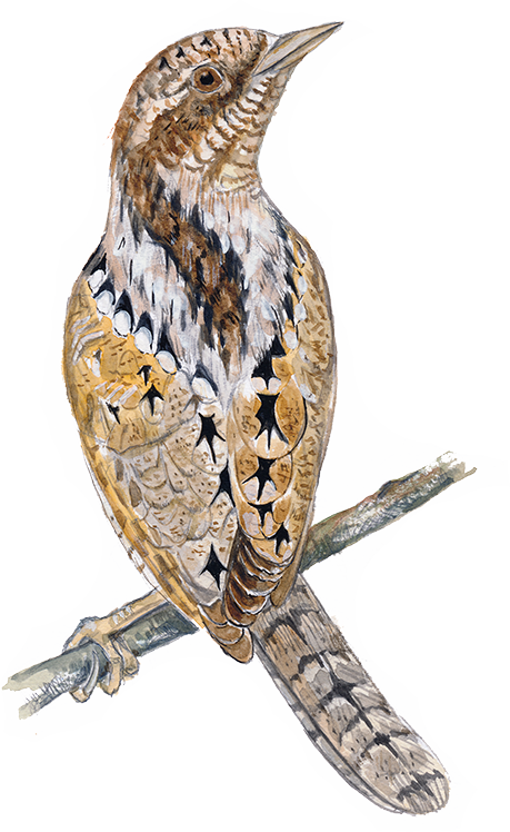 Vendehals © Naturporten - Kirsten Hjørne