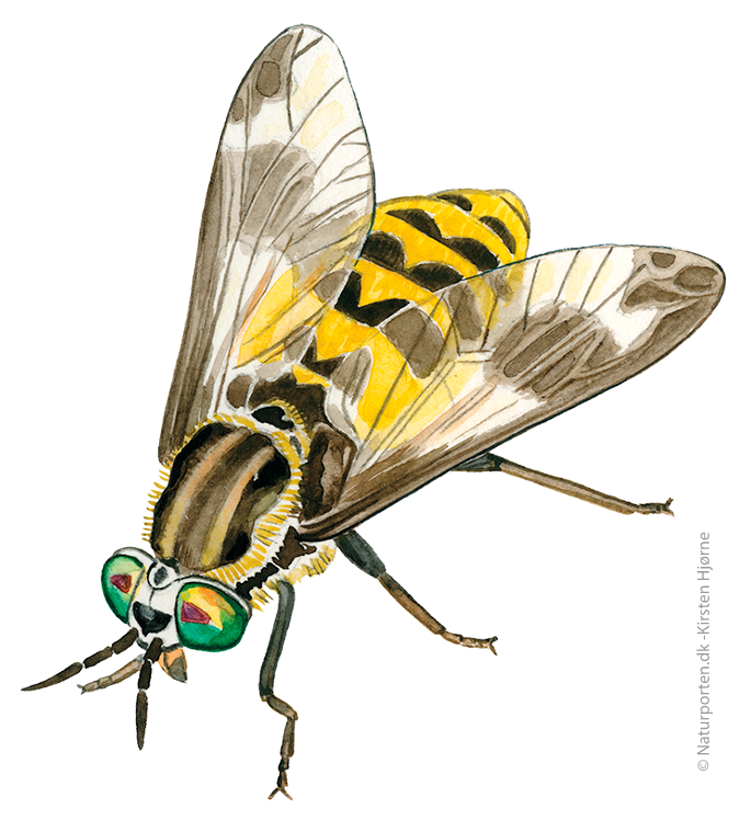 Guldklæg © Naturporten - Kirsten Hjørne