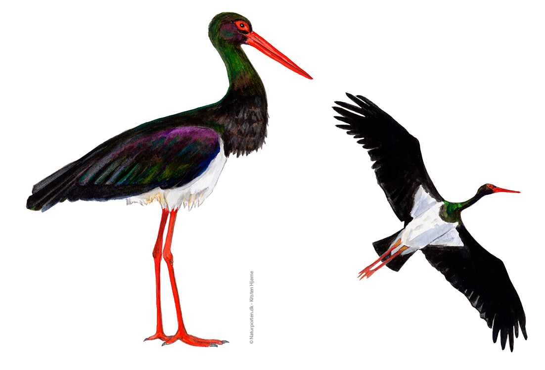 Sort stork © Naturporten - Kirsten Hjørne