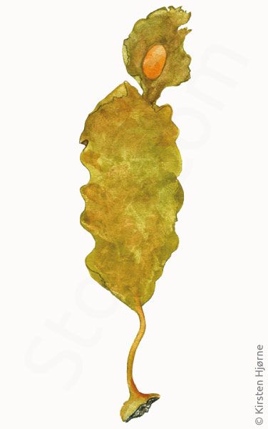 Skive-bladtang © Naturporten - Kirsten Hjørne