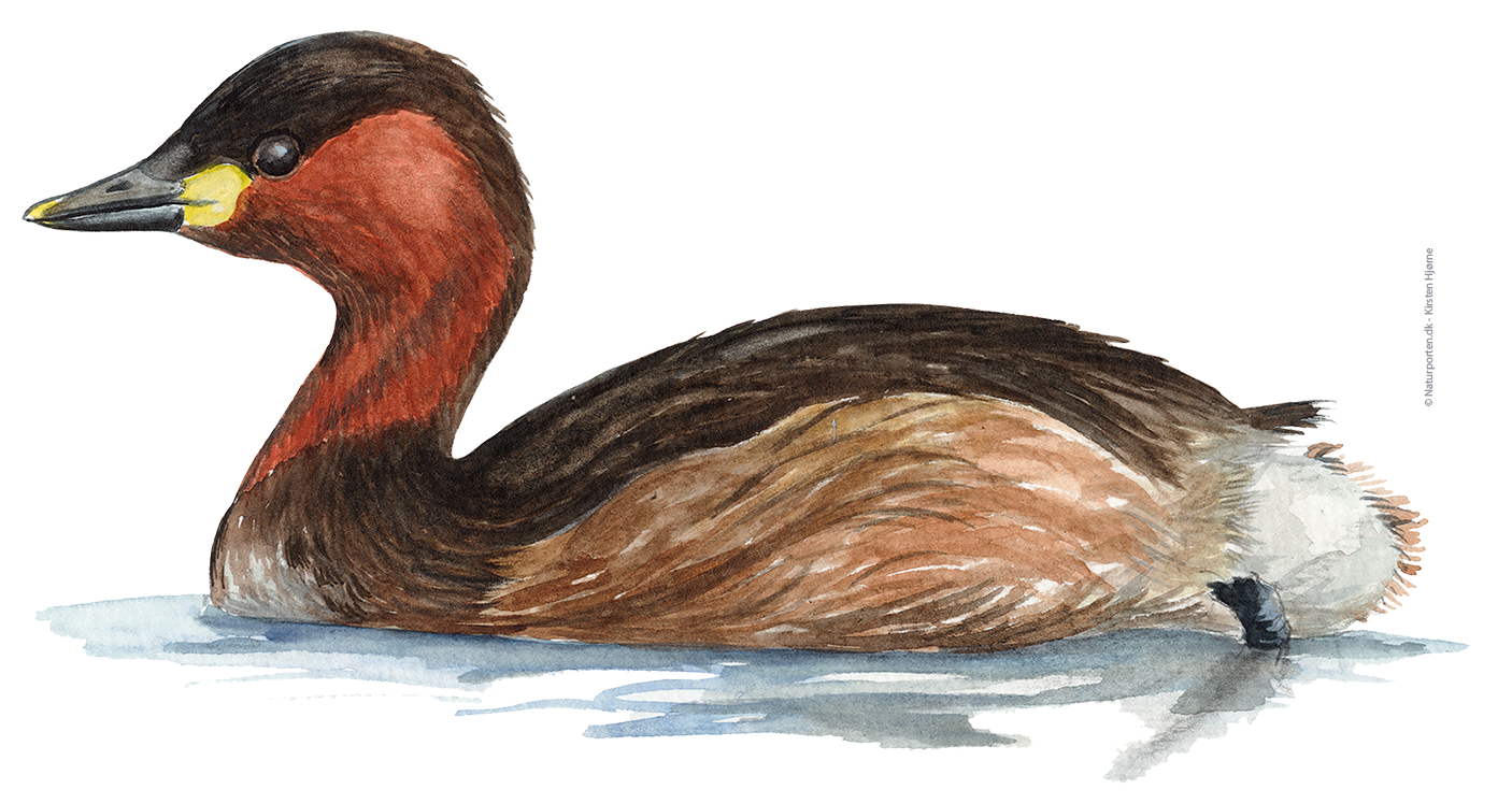 Lille lappedykker © Naturporten - Kirsten Hjørne