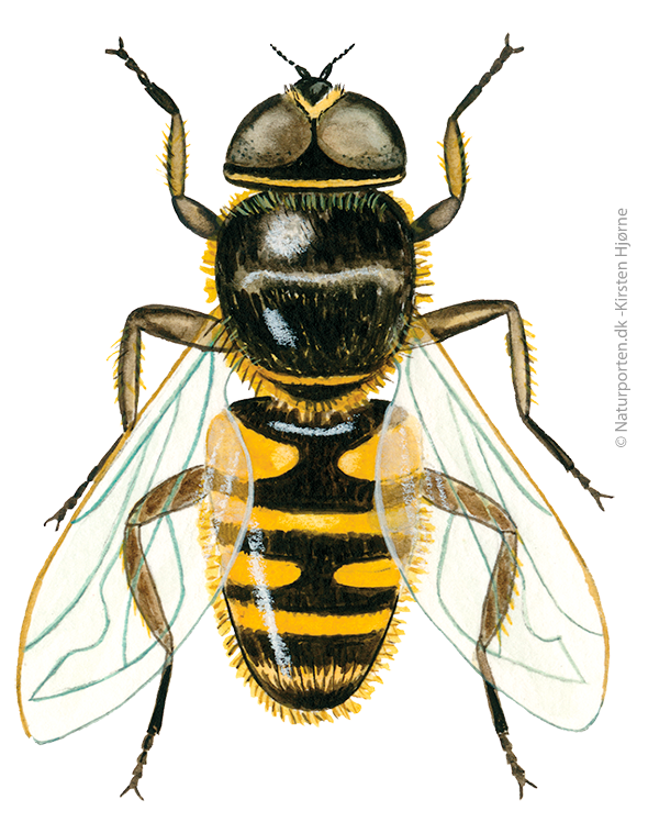 Dyndflue  © Naturporten - Kirsten Hjørne