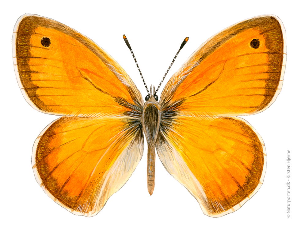 Okkergul randøje © Naturporten - Kirsten Hjørne