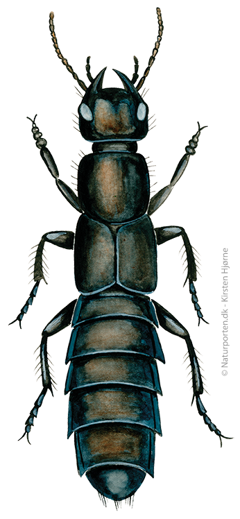 Stor rovbille © Naturporten - Kirsten Hjørne