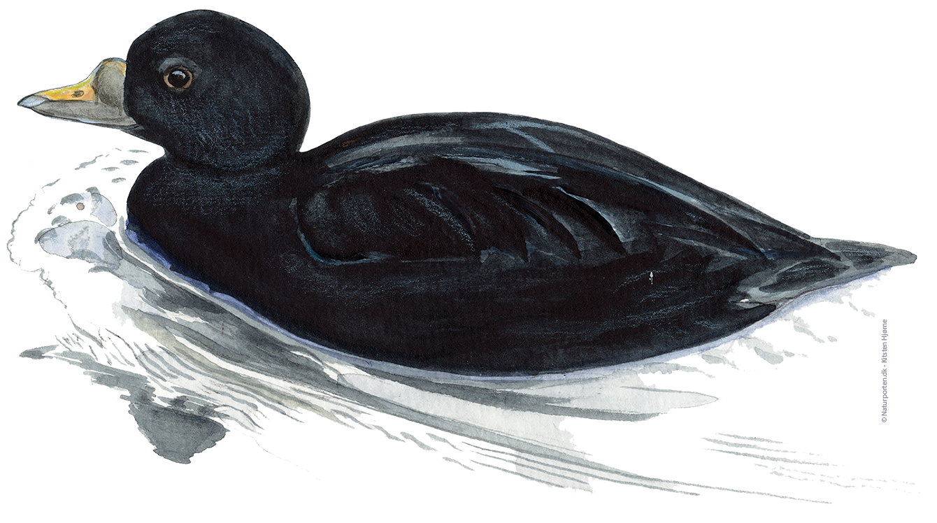 Sortand han © Naturporten - Kirsten Hjørne