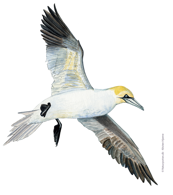 Sule © Naturporten - Kirsten Hjørne