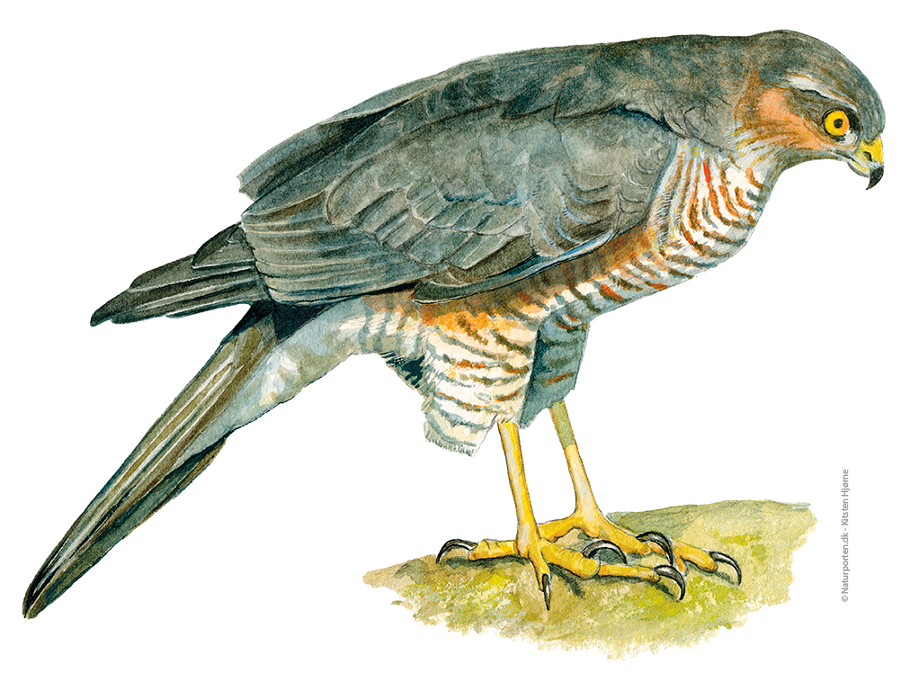 Spurvehøg han © Naturporten - Kirsten Hjørne