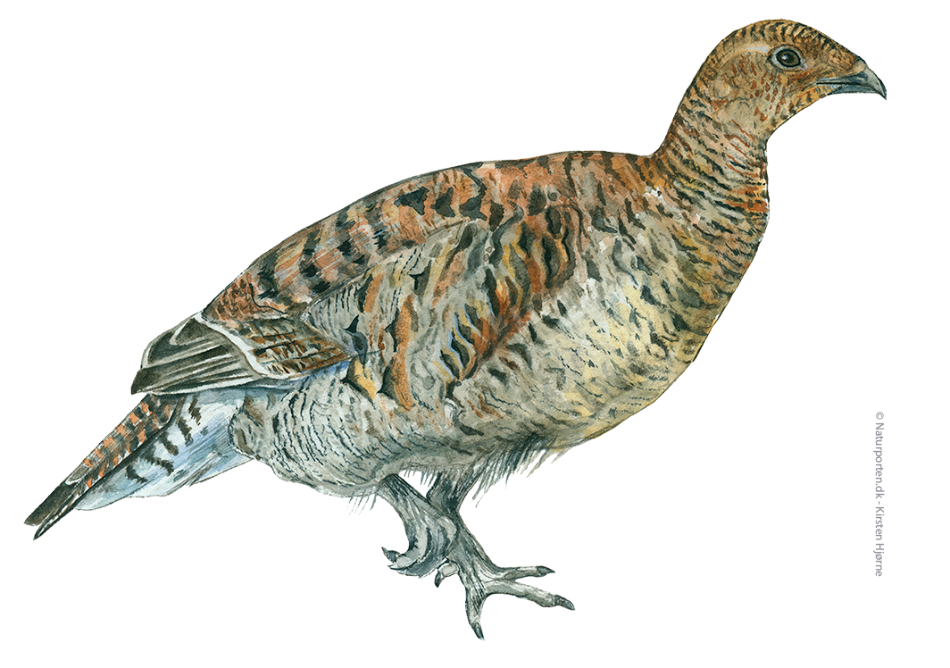 Urfugl hun - © Naturporten - Kirsten Hjørne