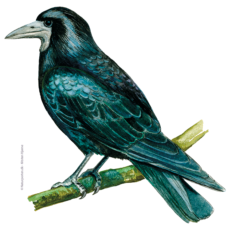 Råge © Naturporten - Kirsten Hjørne