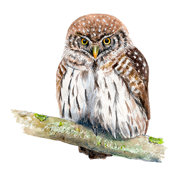 Spurveugle © Naturporten - Kirsten Hjørne